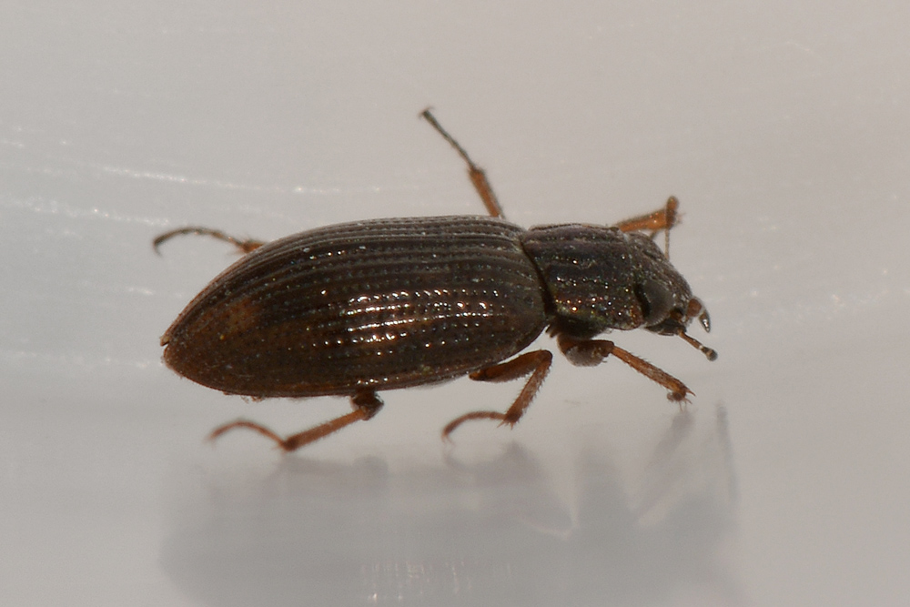 Helophoridae:  Helophorus sp.